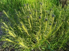 Amsonia ciliata
