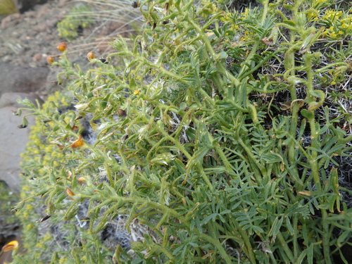 Adesmia tehuelcha