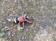 Clerus thanasimoides