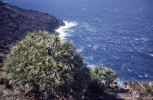 Pandanus vandermeeschii, photograph 1