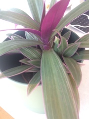 Tradescantia spathacea