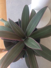 Tradescantia spathacea