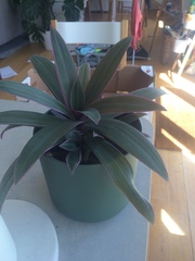 Tradescantia spathacea