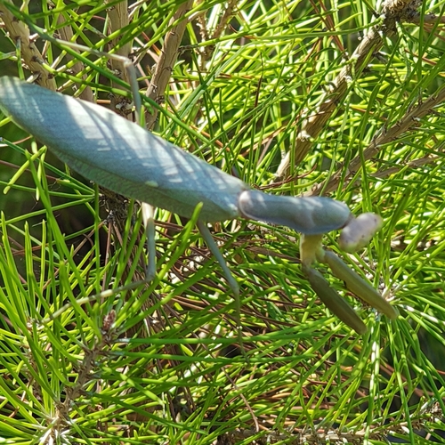 Transcaucasian Giant Mantis