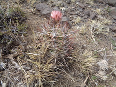 Austrocactus bertinii