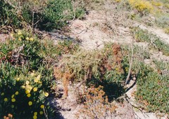 Cistus halimifolius