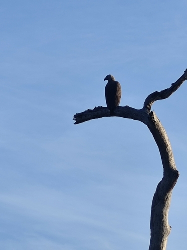 Gray-headed Fish-Eagle