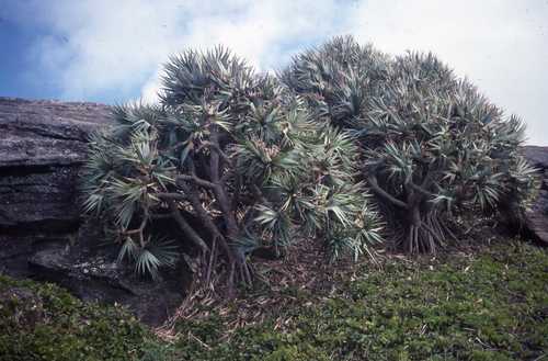Pandanus vandermeeschii, photograph 2