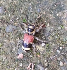 Clerus thanasimoides