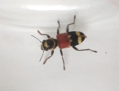 Clerus thanasimoides