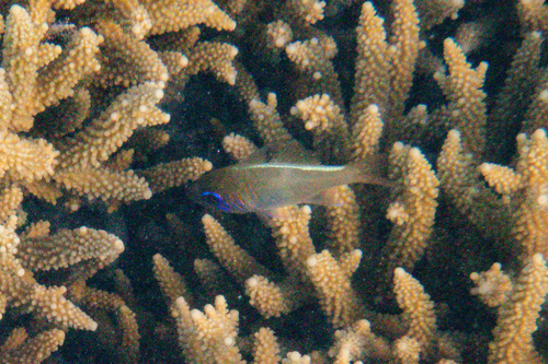 Zoramia leptacantha observed 2026-09-28