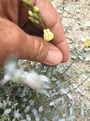 Astragalus tricarinatus