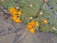 Brachyclados caespitosus