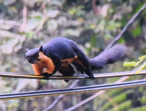 Black Giant Squirrel