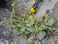Calceolaria polyrhiza
