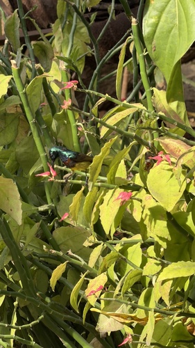 iNaturalist image