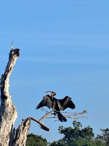 Oriental Darter