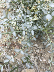 Astragalus tricarinatus