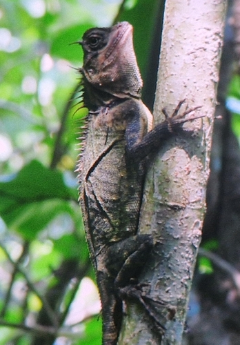 Acanthosaura armata observed 2026-09-29