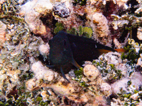 Atrosalarias fuscus observed 2026-09-28