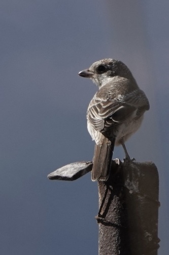 iNaturalist image