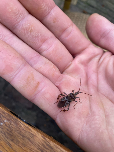 Western Conifer Seed Bug
