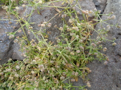 Galium richardianum