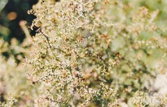 Juniperus navicularis