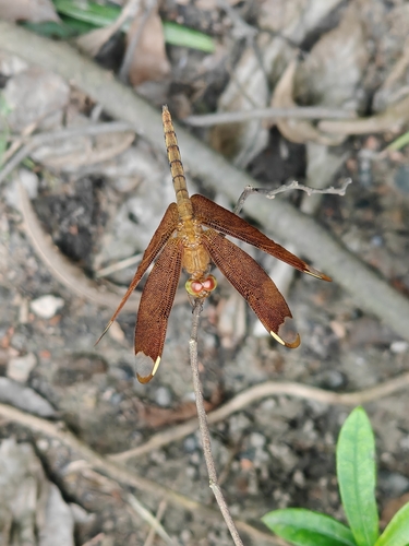 Russet Percher