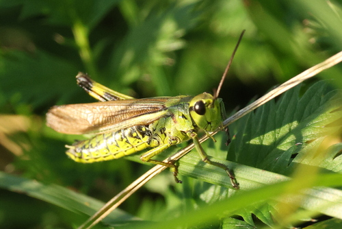 Large Marsh Grasshopper
