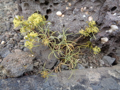 Azorella acaulis