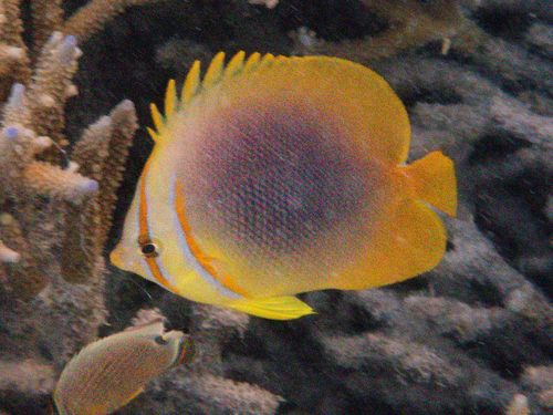 Chaetodon aureofasciatus observed 2026-09-28