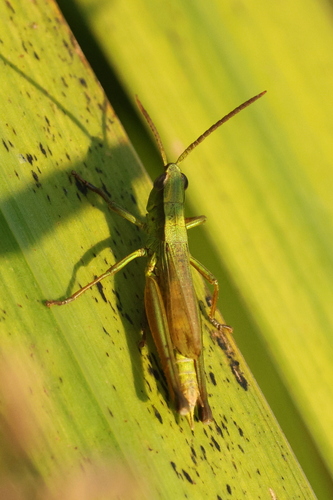 Gold Grasshopper