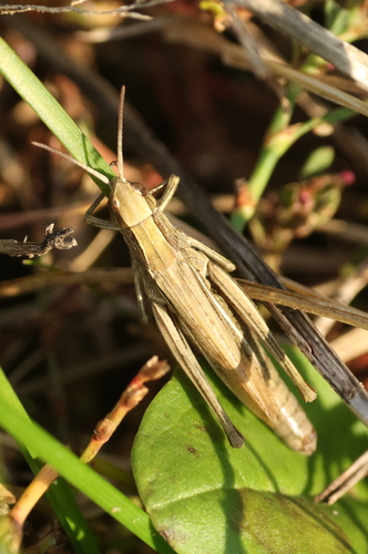 Lesser Marsh Grasshopper