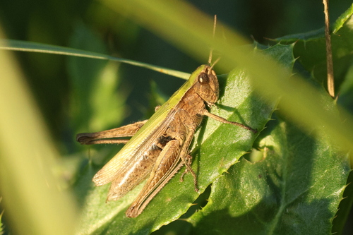 Steppe Grasshopper