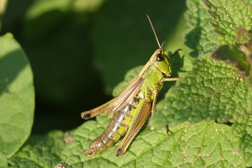 Water-meadow Grasshopper