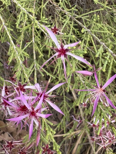 Calytrix exstipulata observed 2026-09-28