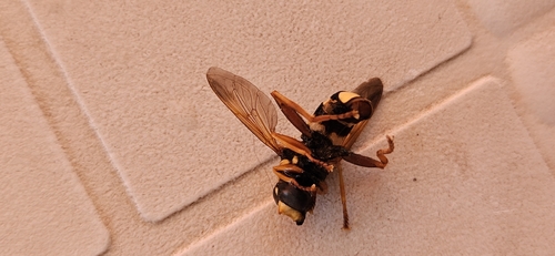 Milesia semiluctifera