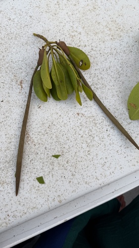 Ceriops tagal observed 2026-09-19