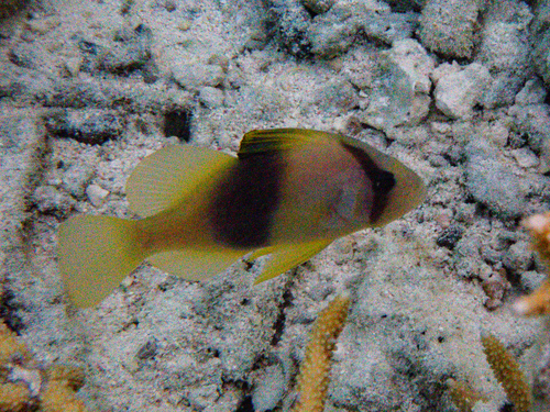 Diploprion bifasciatum observed 2026-09-28