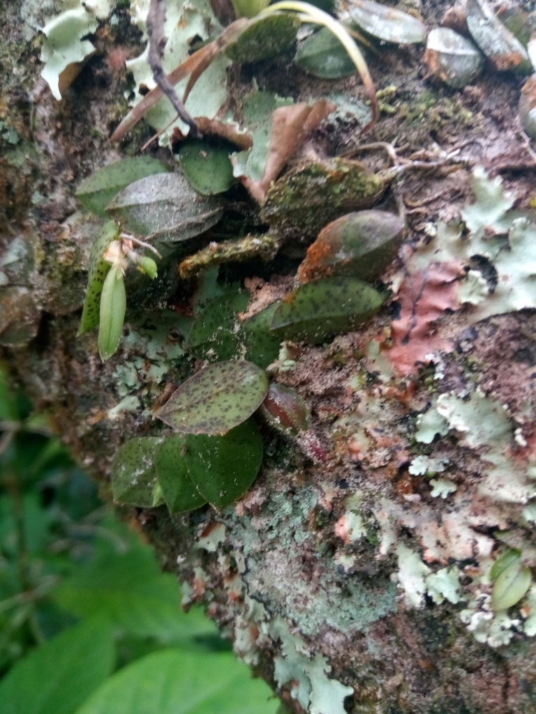 Acianthera testifolia