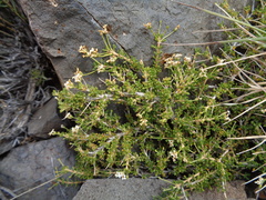 Junellia thymifolia