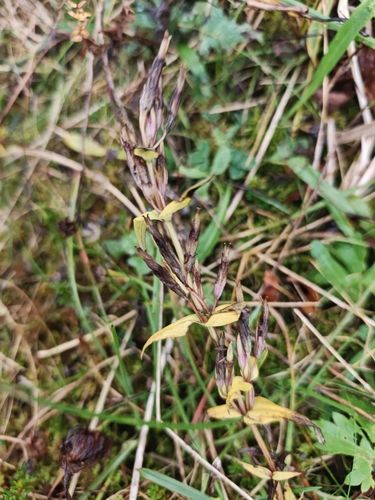 Gentianella amarella observed 2026-09-29