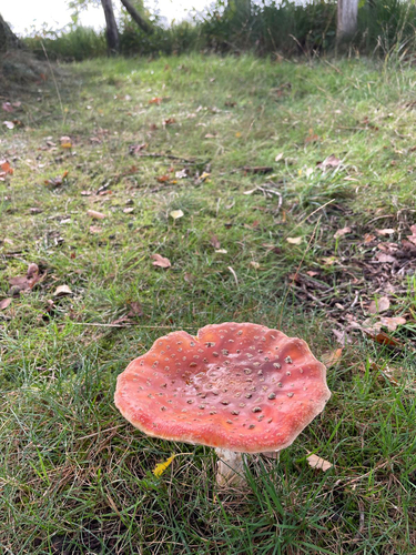 Fly Agaric