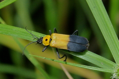Chauliognathus heros