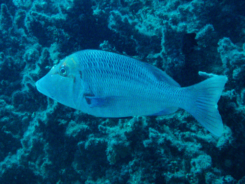 Lethrinus miniatus observed 2026-09-29