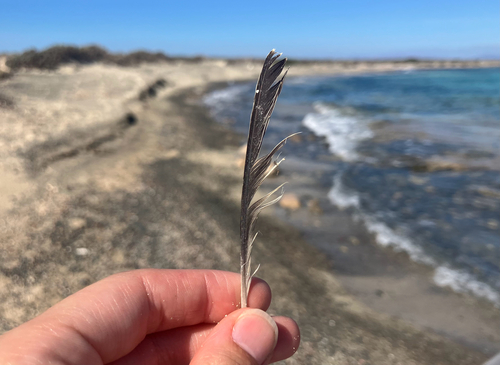iNaturalist image