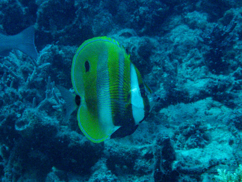 Coradion observed 2026-09-29