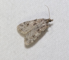Scoparia palloralis