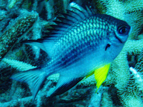 Amblyglyphidodon leucogaster observed 2026-09-29